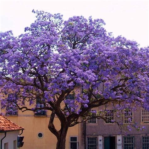 purple flowering tree in pennsylvania.